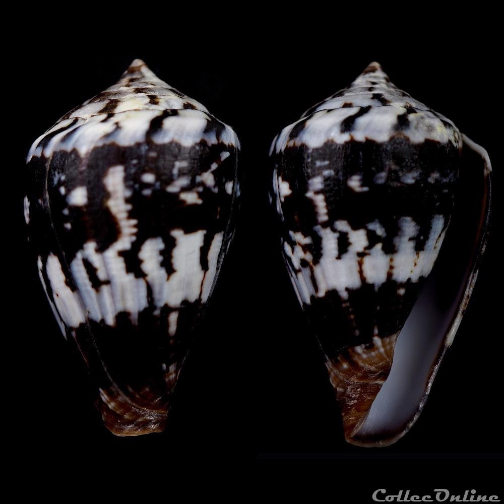 Lautoconus (Africonus) maioensis (Trova , Rolán & Felix-Alves, 1990) coquillage fossile gastropodum lautoconus africonus maioensis trova rolan felix alves 1990