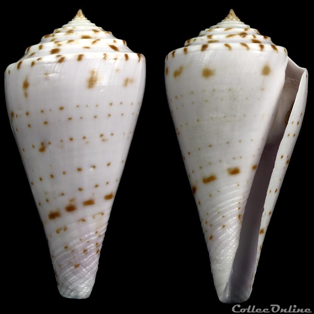Endemoconus ione (Fulton, 1938) coquillage fossile gastropodum endemoconus ione fulton 1938