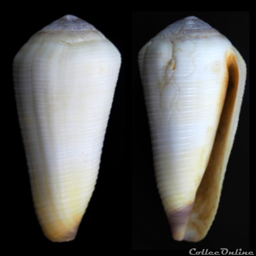 coquillage fossile gastropodum virgiconus terebra born 1778