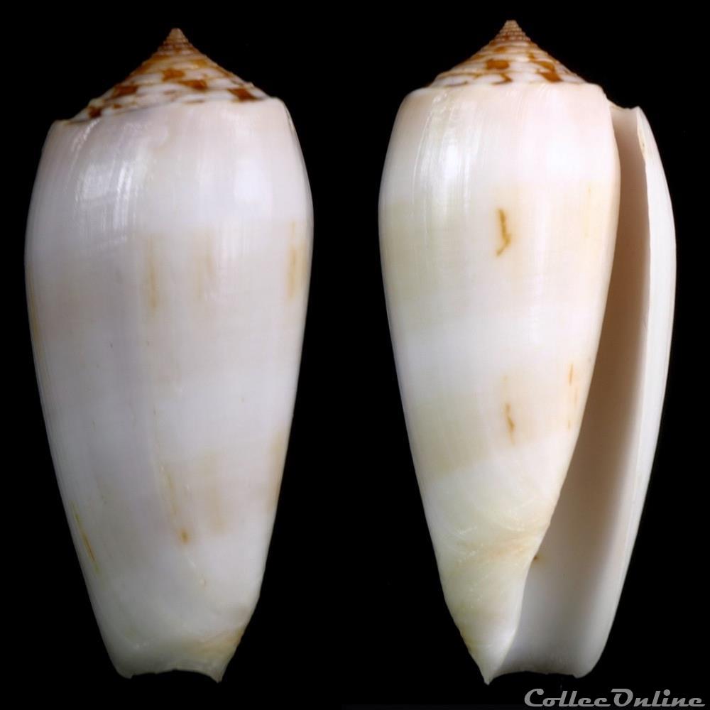 Pionoconus subfloridus (da Motta, 1985) coquillage fossile gastropodum pionoconus subfloridus da motta 1985