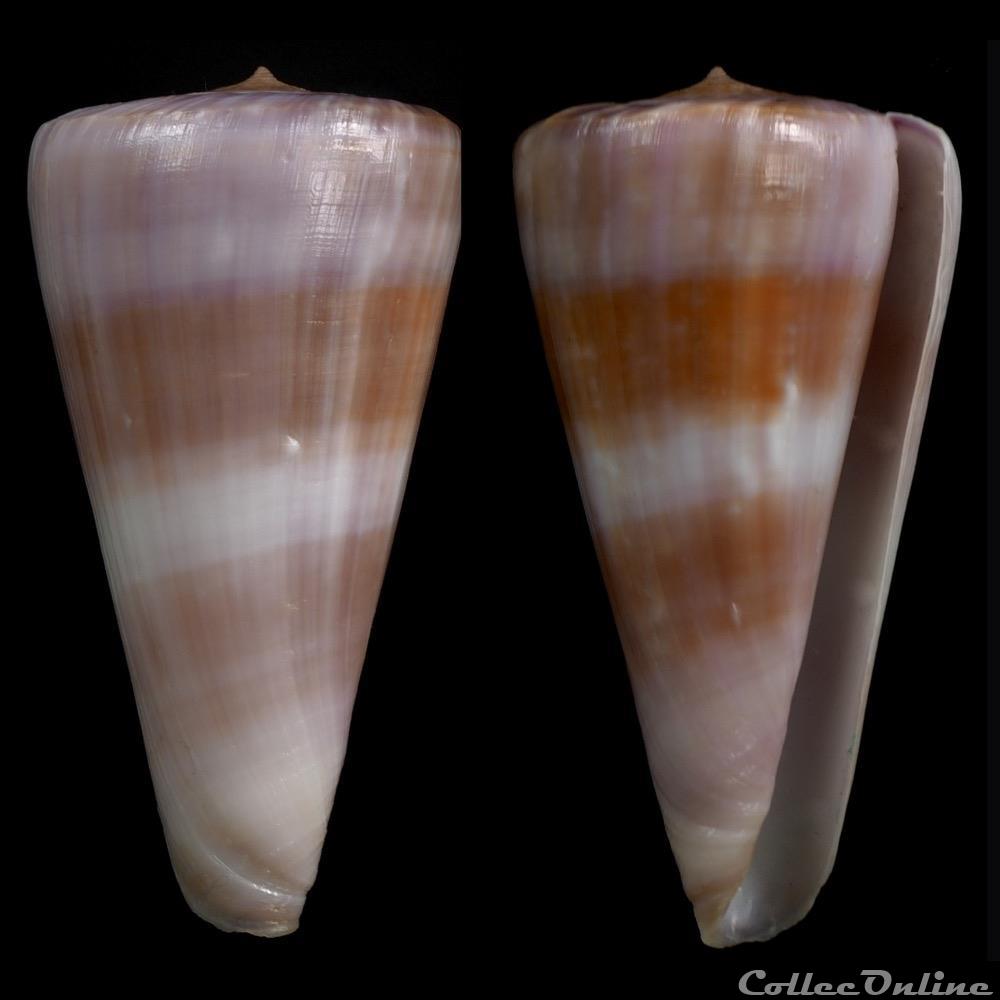 Virgiconus berdulinus (Veillard, 1972) coquillage fossile gastropodum virgiconus berdulinus veillard 1972