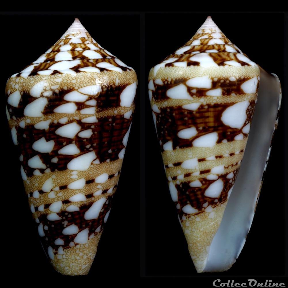 coquillage fossile gastropodum cylindrus ammiralis linnaeus 1758