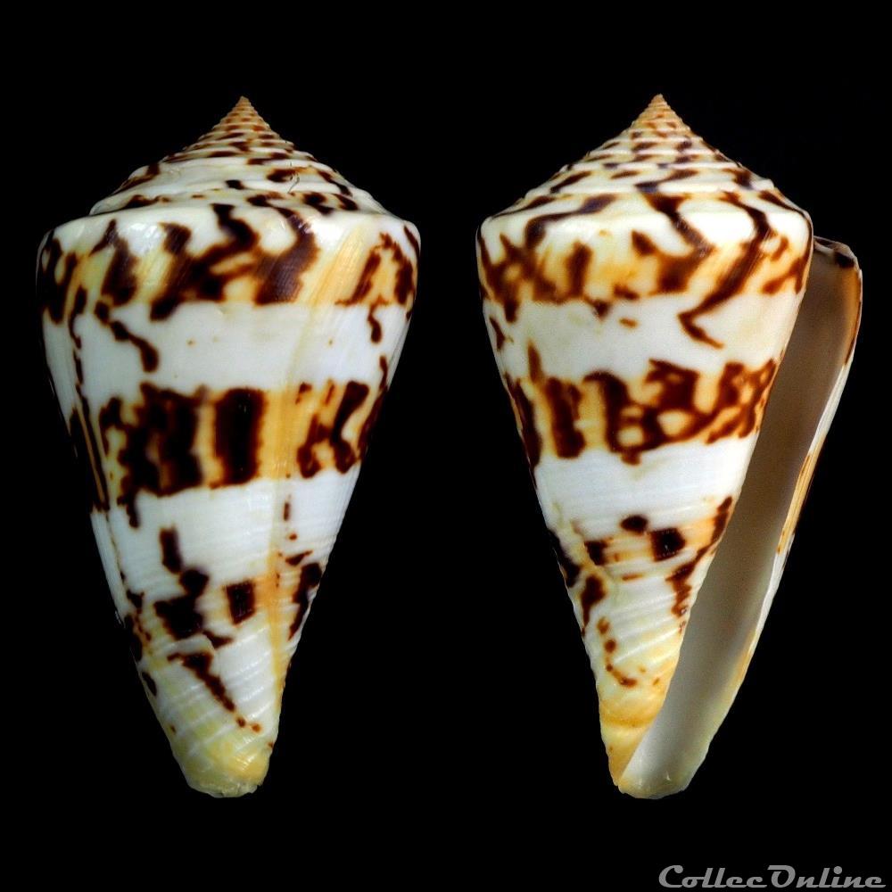 Kohniconus centurio (Born, 1778) coquillage fossile gastropodum kohniconus centurio born 1778