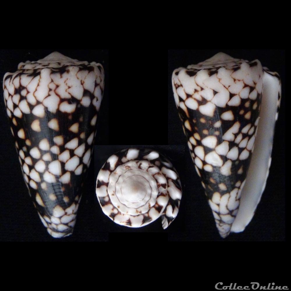 Conus vidua Reeve, 1843 coquillage fossile gastropodum conus vidua reeve 1843