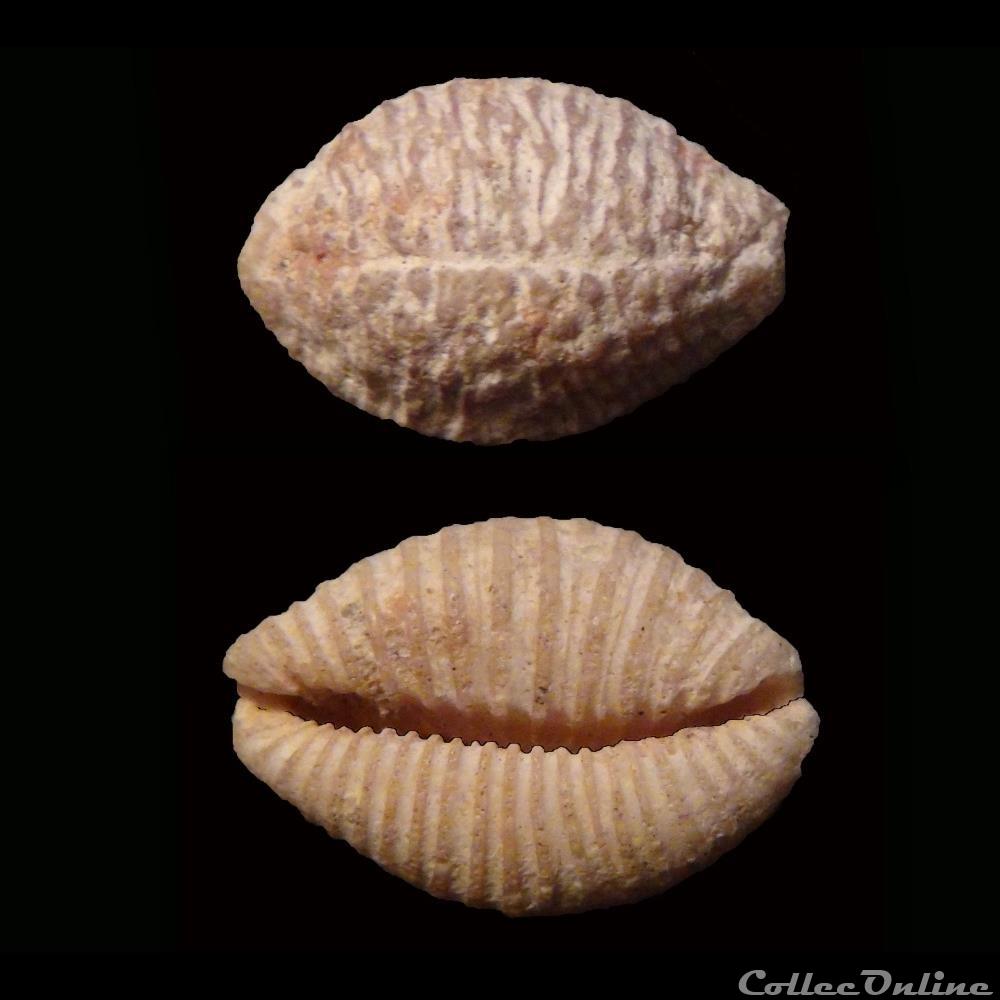coquillage fossile gastropodum nucleolaria cassiaui burgess 1965