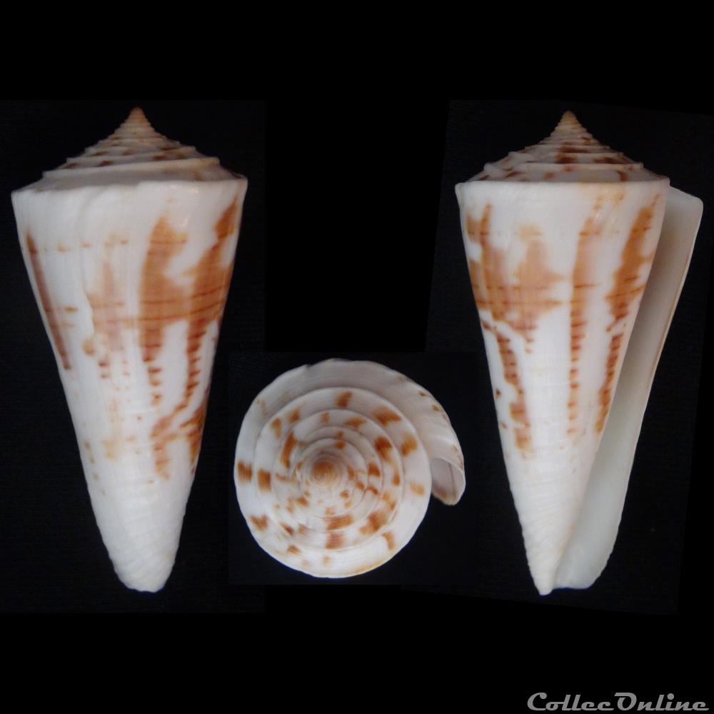 Kioconus (Kioconus) tribblei (Walls, 1977 coquillage fossile gastropodum kioconus kioconus tribblei walls 1977