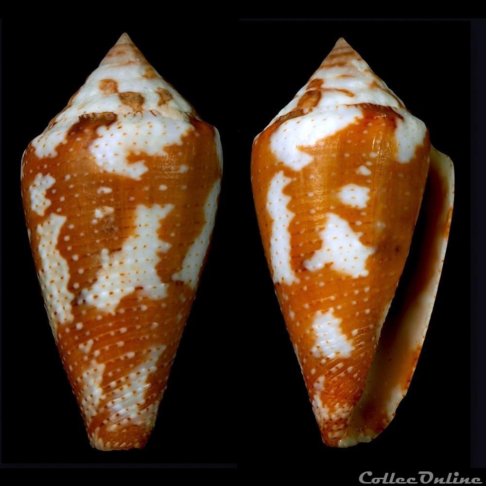 Tenorioconus curassaviensis (Hwass in Bruguière, 1792) coquillage fossile gastropodum tenorioconus curassaviensis hwass in bruguiere 1792