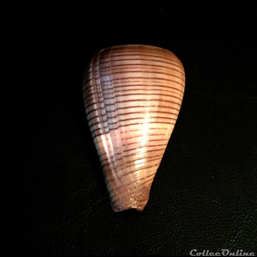 Dendroconus loroisii f. insignis (Kiener, 1845) 2 coquillage fossile gastropodum dendroconus loroisii f insignis kiener 1845