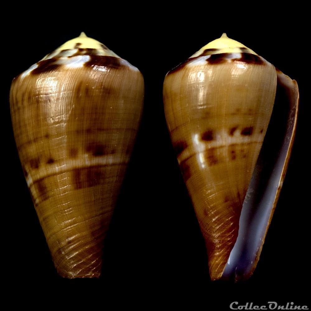 Rhizoconus vexillum (Gmelin, 1791) coquillage fossile gastropodum rhizoconus vexillum gmelin 1791