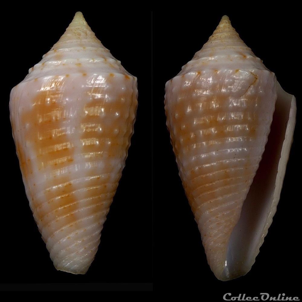 Ximeniconus (Jaspidiconus) cf. verrucosus coquillage fossile gastropodum ximeniconus jaspidiconus cf verrucosus