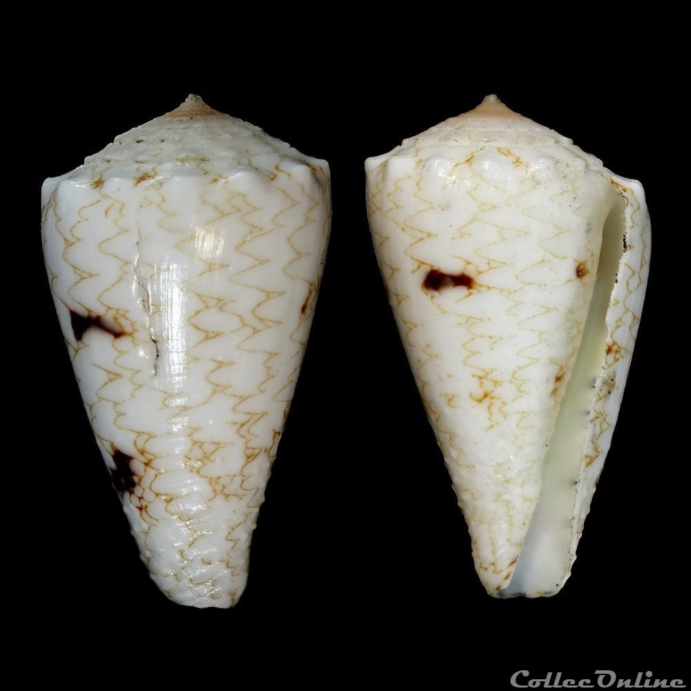 Conus nicobaricus Hwass in Bruguière, 1792 coquillage fossile gastropodum conus nicobaricus hwass in bruguiere 1792