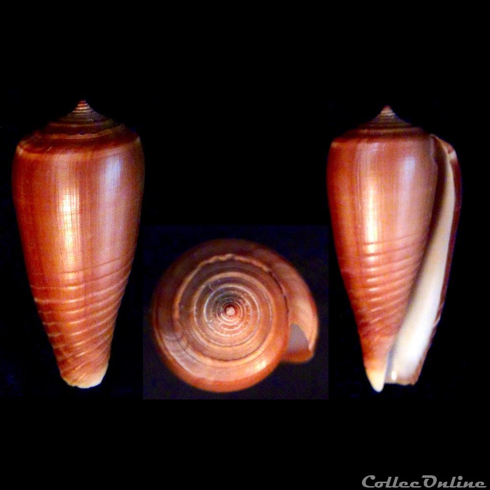 Phasmoconus (Phasmoconus) radiatus (Gmelin, 1791) coquillage fossile gastropodum phasmoconus phasmoconus radiatus gmelin 1791