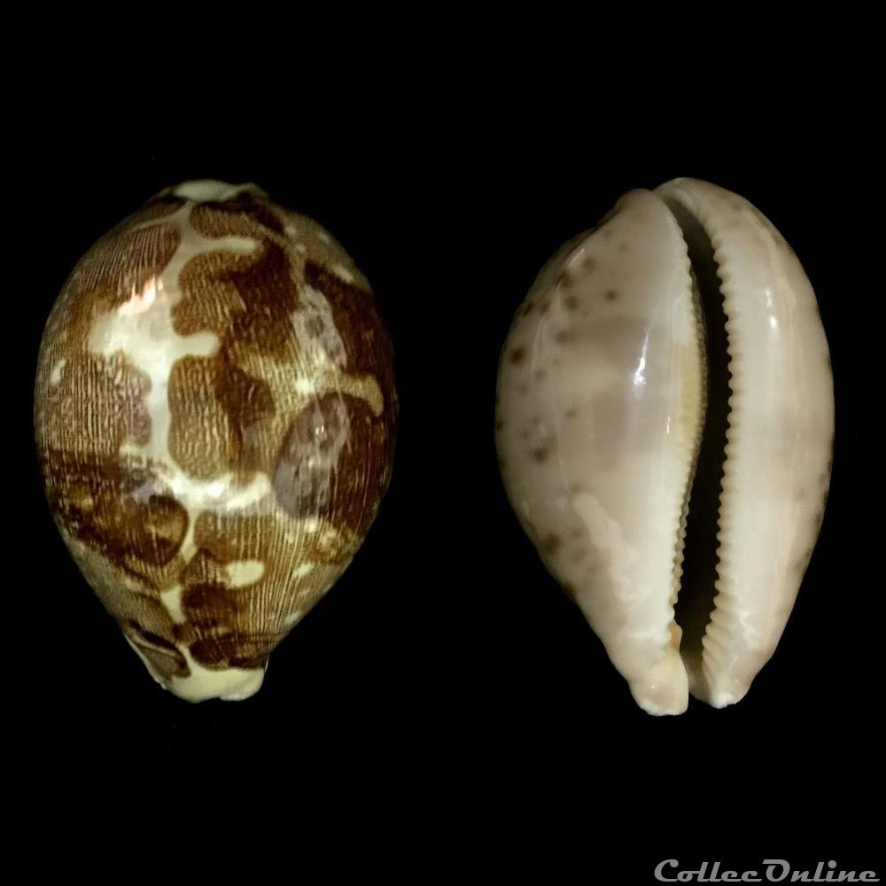 coquillage fossile gastropodum leporicypraea mappa linnaeus 1758