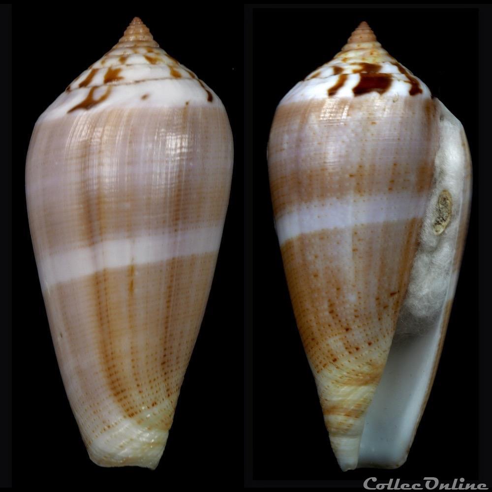 Pionoconus fulmen f. kirai (Reeve, 1843) coquillage fossile gastropodum pionoconus fulmen f kirai reeve 1843