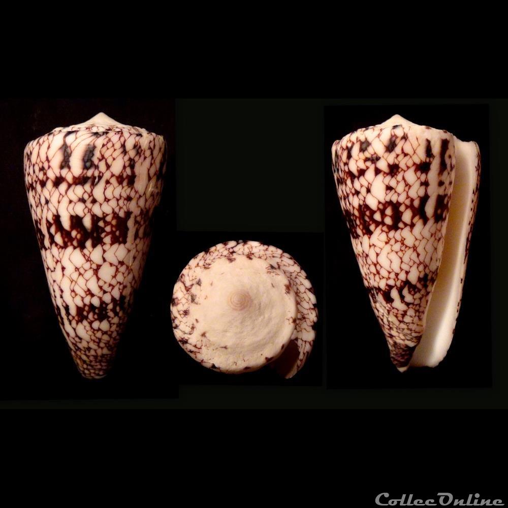 Conus nicobaricus Hwass in Bruguière, 1792 coquillage fossile gastropodum conus nicobaricus hwass in bruguiere 1792