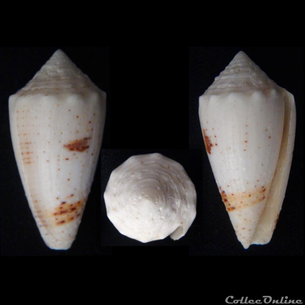 coquillage fossile gastropodum strategoconus rolaniconus varius linnaeus 1758