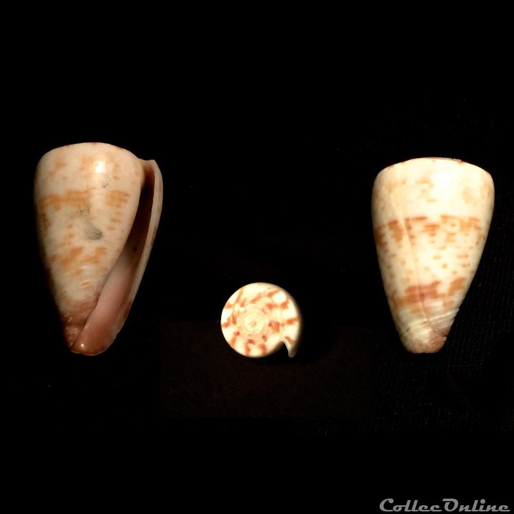Kalloconus (Kalloconus) trochulus f. pseudonivifer (Monteiro & Tenorio, 2004) coquillage fossile gastropodum kalloconus kalloconus trochulus f pseudonivifer monteiro tenorio 2004