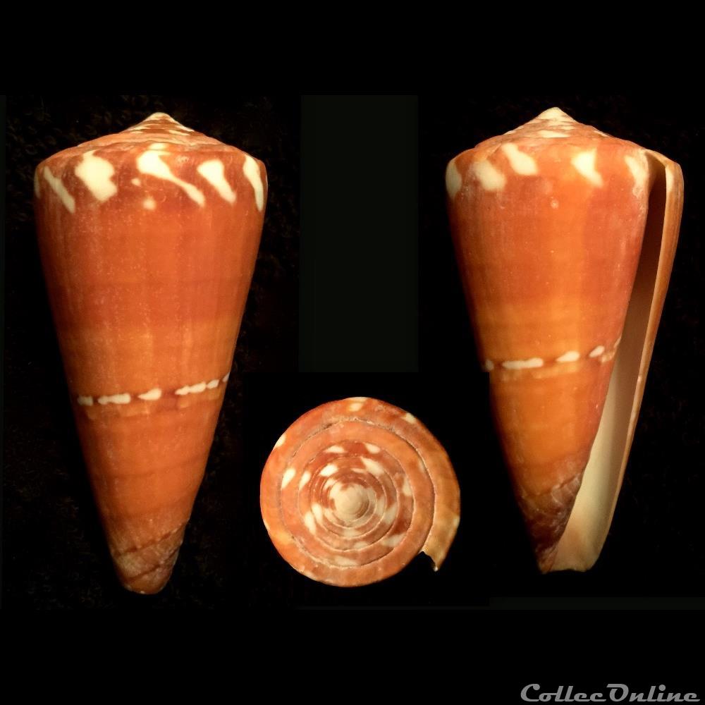 Strategoconus (Vituliconus) litoglyphus (Hwass in Bruguière, 1792) coquillage fossile gastropodum strategoconus vituliconus litoglyphus hwass in bruguiere 1792