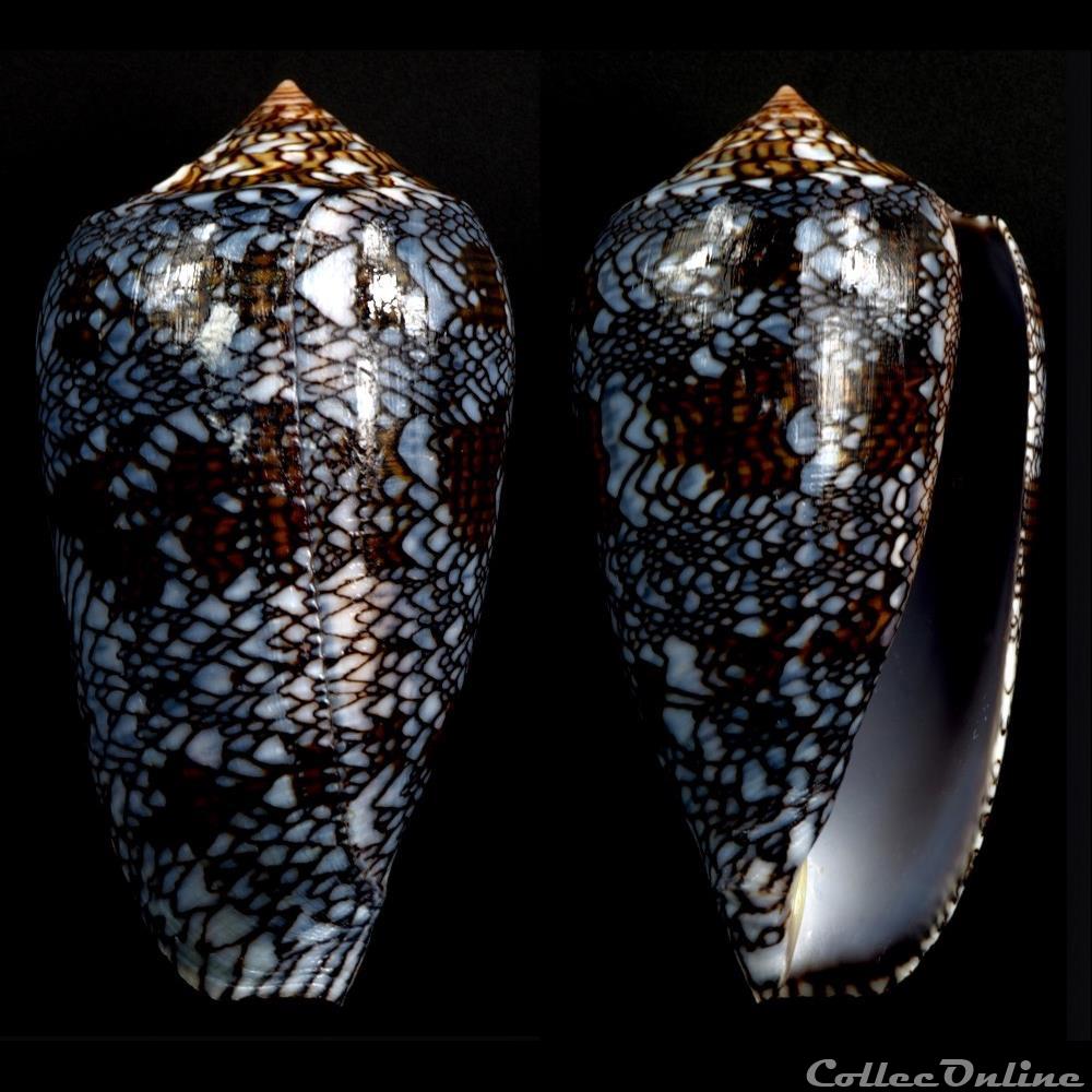 Cylindrus archiepiscopus (Hwass in Bruguière, 1792) coquillage fossile gastropodum cylindrus archiepiscopus hwass in bruguiere 1792