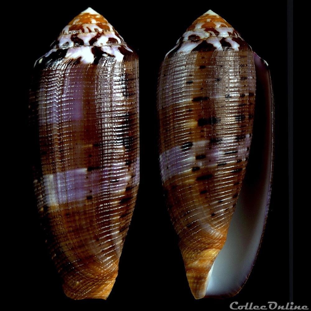 Pionoconus circumcisus (Born, 1778) coquillage fossile gastropodum pionoconus circumcisus born 1778