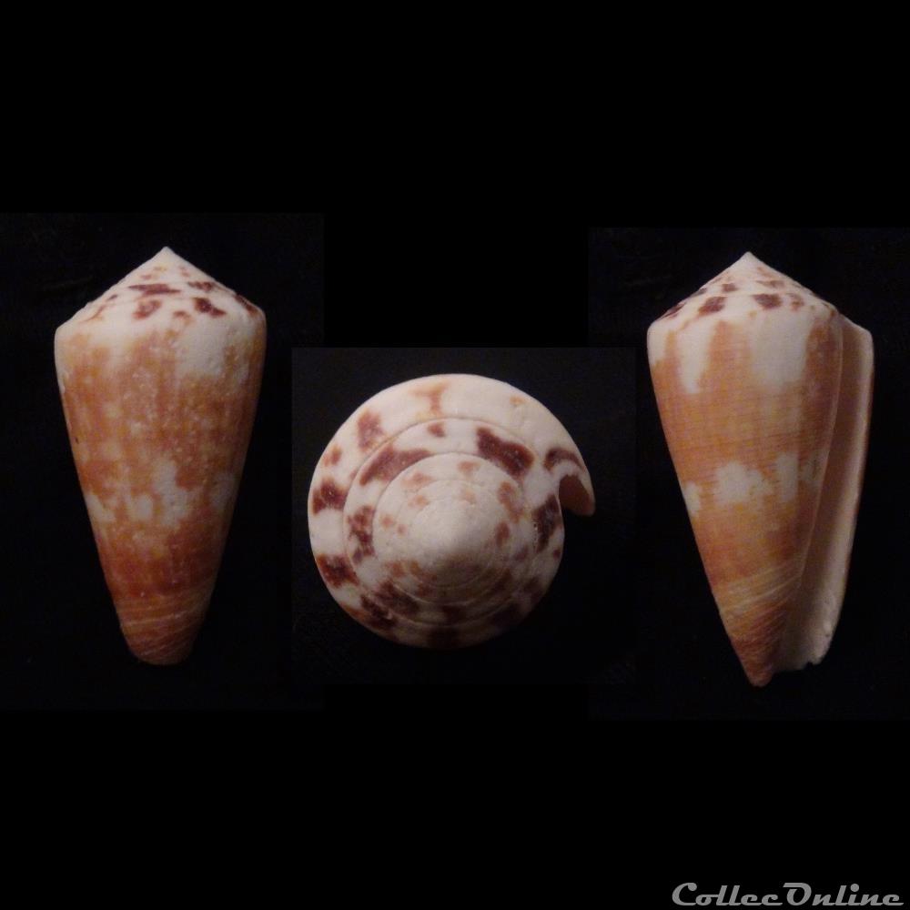 Strategoconus (Vituliconus) planorbis (Born, 1778) coquillage fossile gastropodum strategoconus vituliconus planorbis born 1778