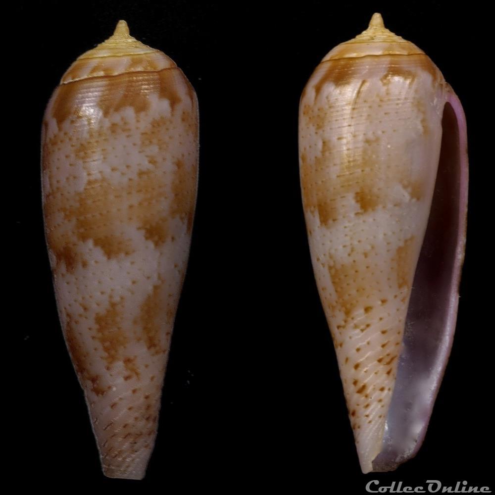 Kioconus (Isoconus) richardsae (Korn & Röckel, 1992) coquillage fossile gastropodum kioconus isoconus richardsae korn rockel 1992