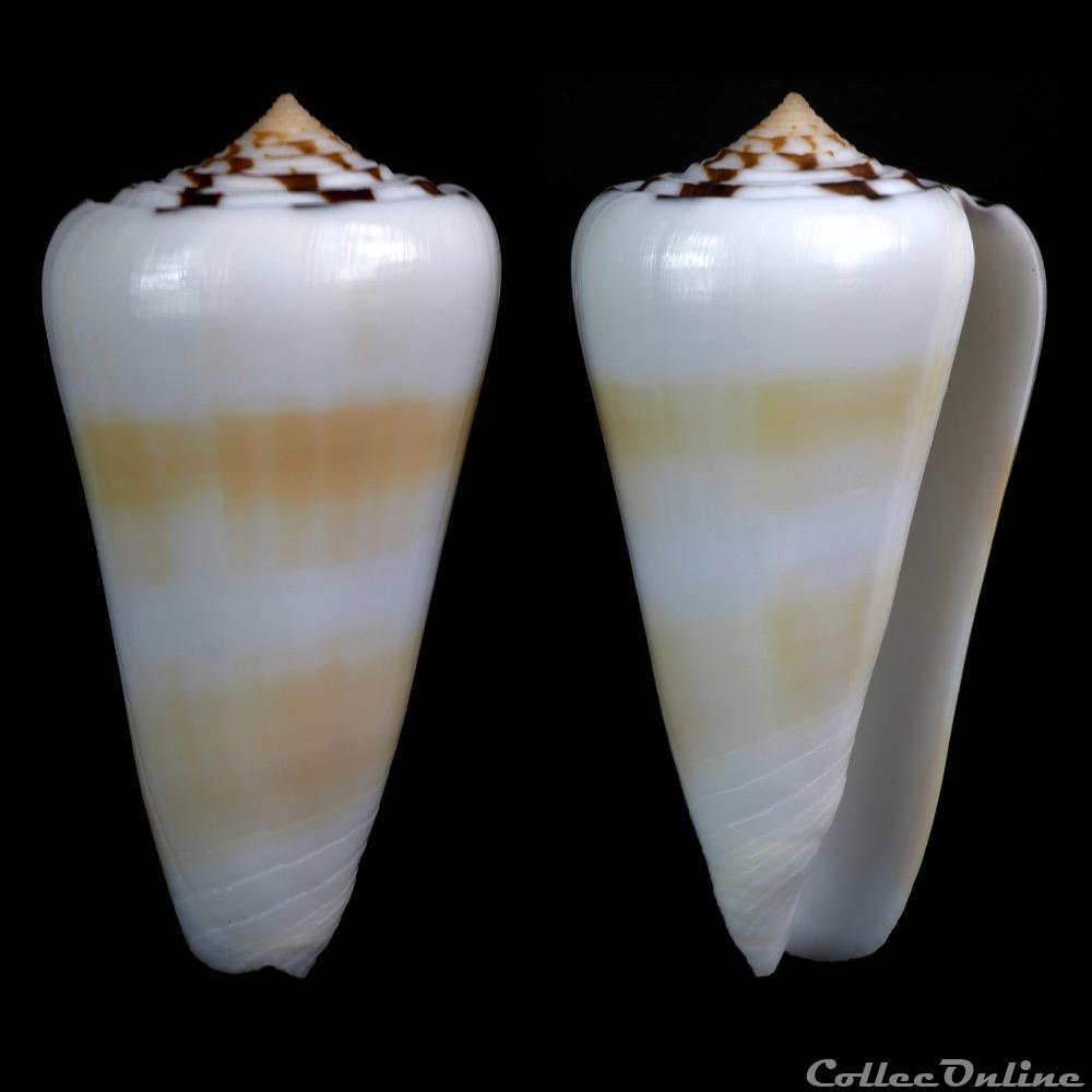 Pionoconus leehmani (Röckel & da Motta, 1979) coquillage fossile gastropodum pionoconus leehmani rockel da motta 1979