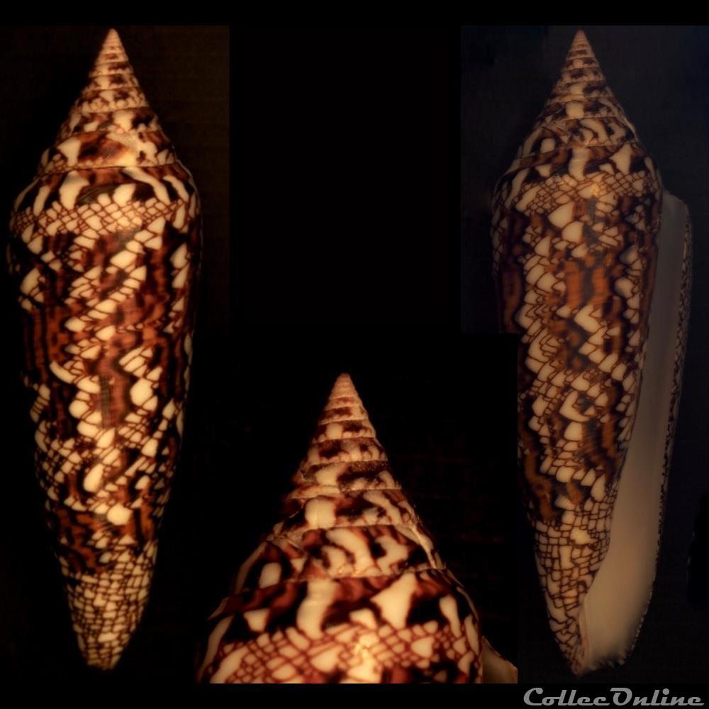 Cylindrus bengalensis (Okutani, 1968) coquillage fossile gastropodum cylindrus bengalensis okutani 1968