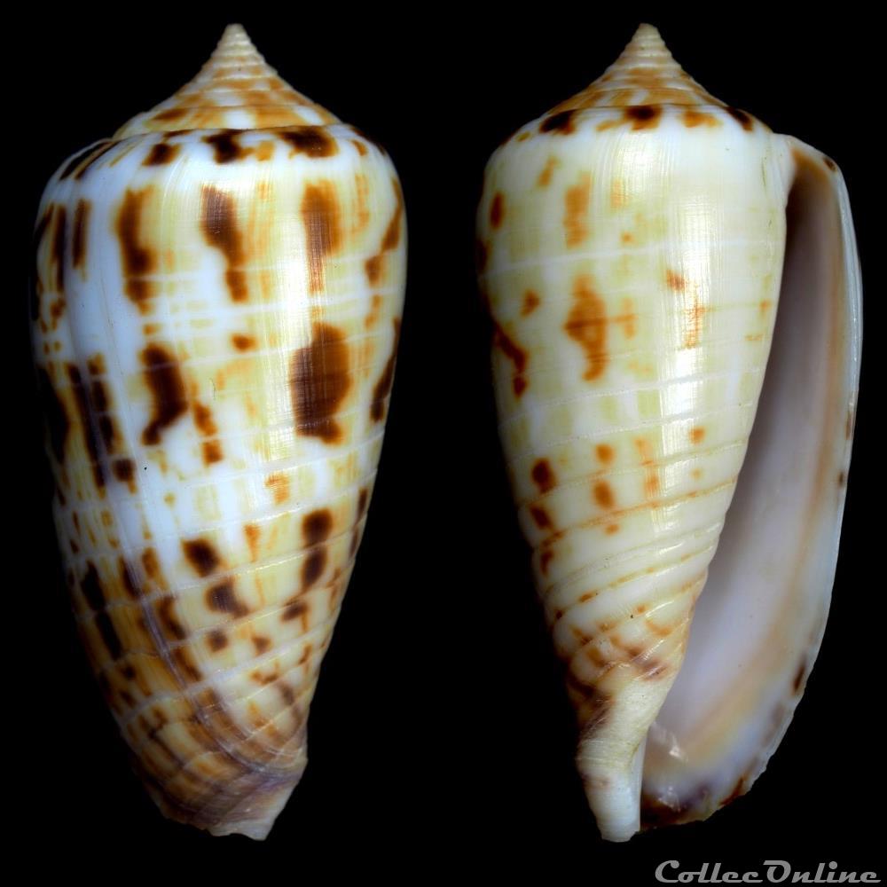 Phasmoconus (Phasmoconus) mulderi (Fulton, 1936) coquillage fossile gastropodum phasmoconus phasmoconus mulderi fulton 1936