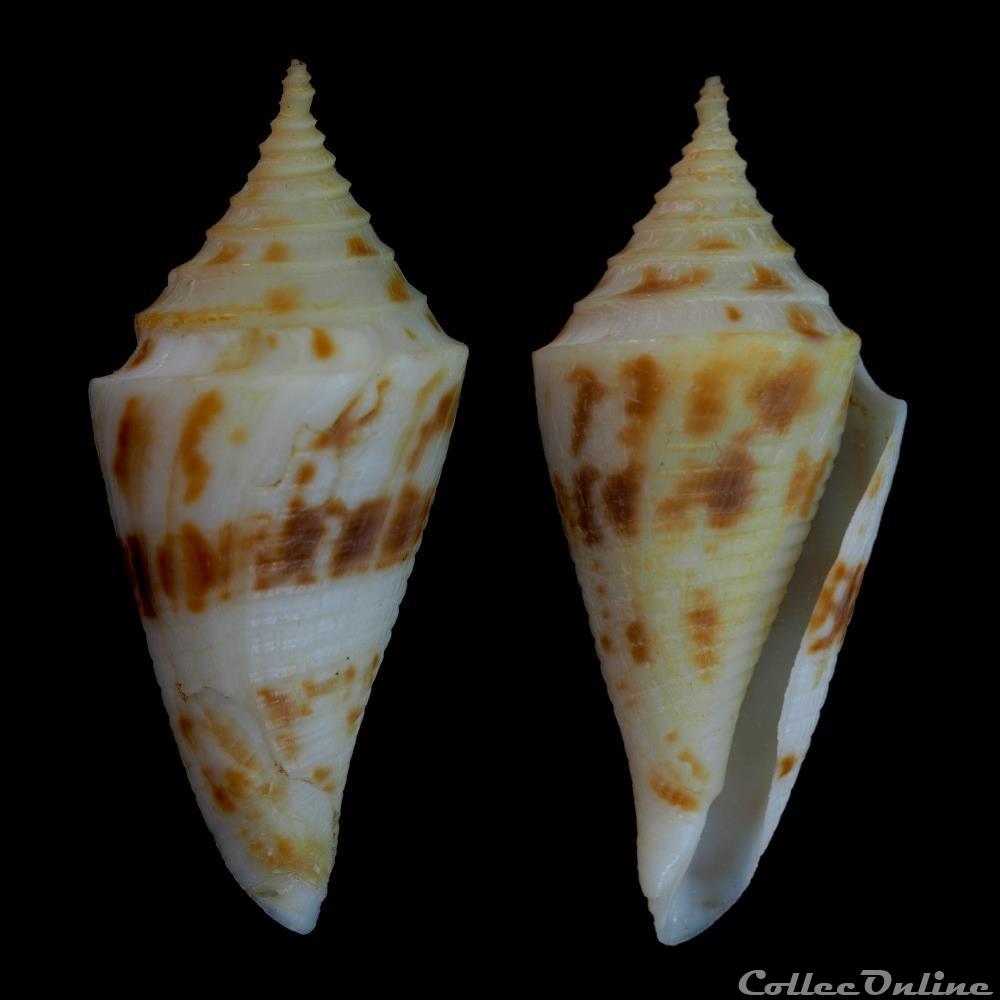 Kohniconus arcuatus (Broderip & Sowerby I, 1829) coquillage fossile gastropodum kohniconus arcuatus broderip sowerby i 1829