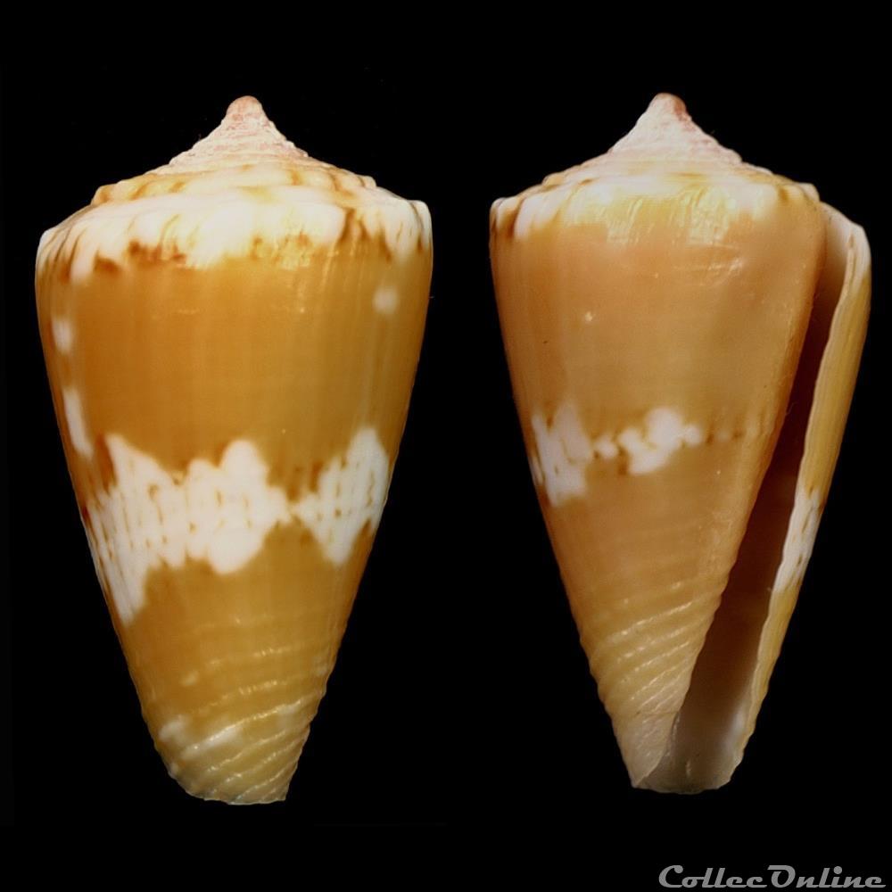 Dauciconus (Purpuriconus) magellanicus (Hwass, 1792) coquillage fossile gastropodum dauciconus purpuriconus magellanicus hwass 1792