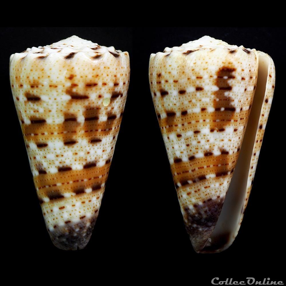 Rhombiconus pseudimperialis (Moolenbeek, Zandbergen & Bouchet, 2008) coquillage fossile gastropodum rhombiconus pseudimperialis moolenbeek zandbergen bouchet 2008