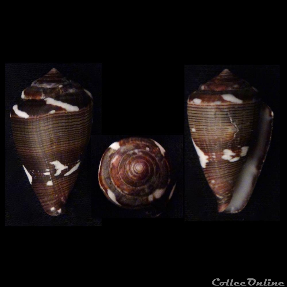 Lautoconus (Africonus) irregularis (Sowerby II, 1857) coquillage fossile gastropodum lautoconus africonus irregularis sowerby ii 1857