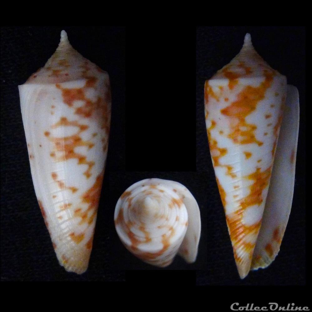 Fusiconus (Fusiconus) guidopoppei (Raybaudi , 2005) coquillage fossile gastropodum fusiconus fusiconus guidopoppei raybaudi 2005