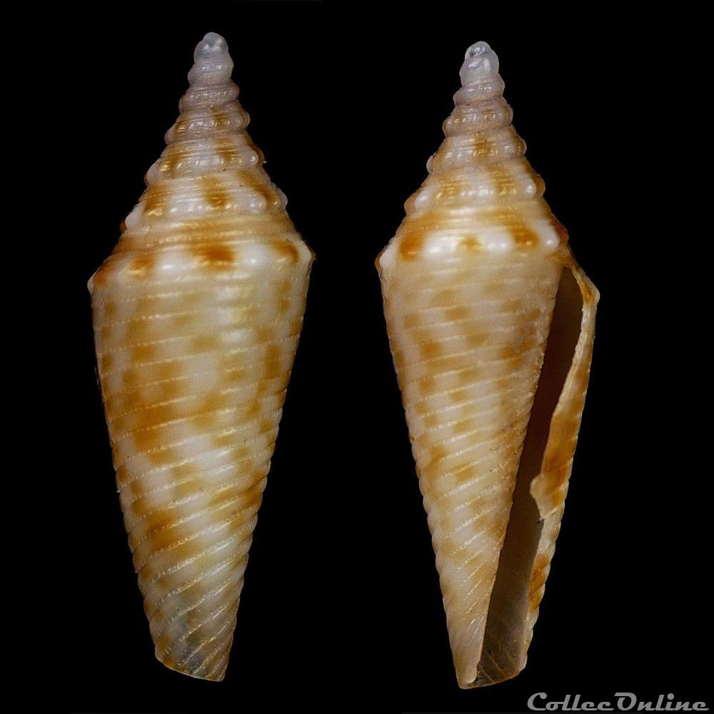 Turriconus (Turriconus) milesi (E.A. Smith, 1887) coquillage fossile gastropodum turriconus turriconus milesi e a smith 1887