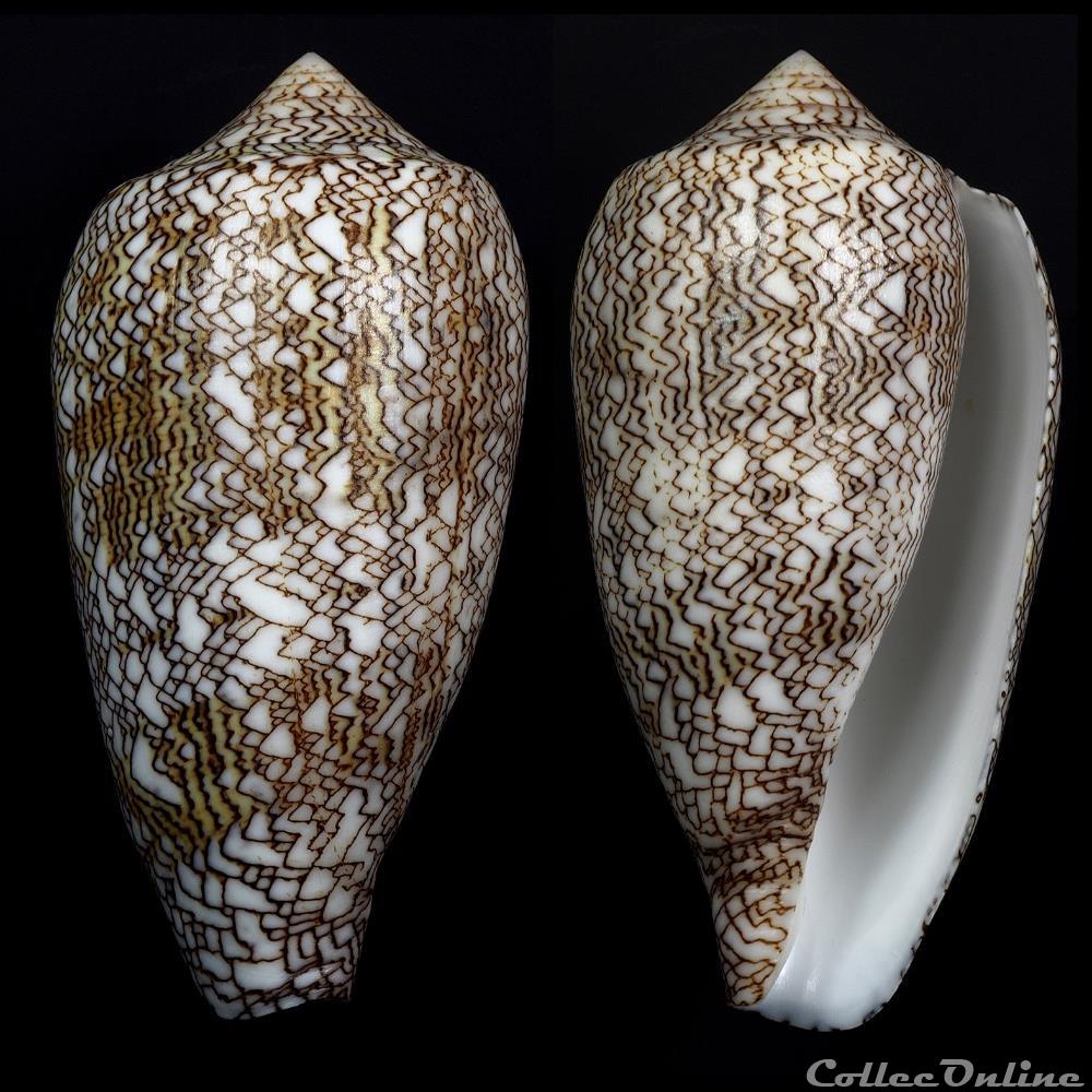 Cylindrus archiepiscopus f. pyramidalis (Lamarck, 1810) coquillage fossile gastropodum cylindrus archiepiscopus f pyramidalis lamarck 1810