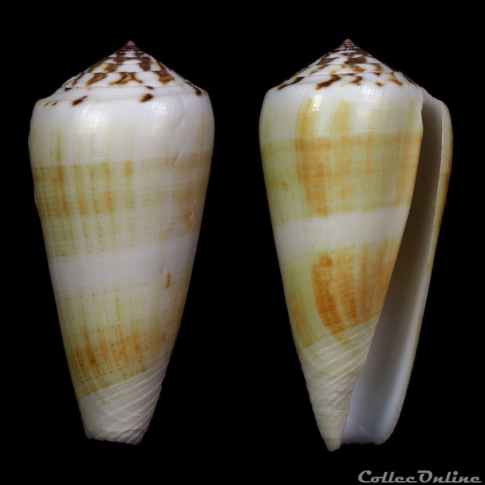 Pionoconus magus (Linnaeus, 1758) coquillage fossile gastropodum pionoconus magus linnaeus 1758