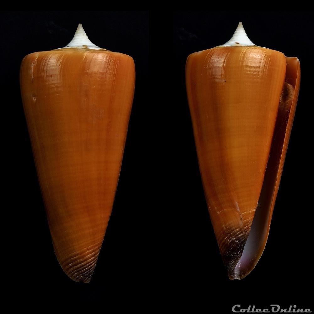 Strategoconus (Strategoconus) generalis f. Krabiensis (Linnaeus, 1767) coquillage fossile gastropodum strategoconus strategoconus generalis f krabiensis linnaeus 1767