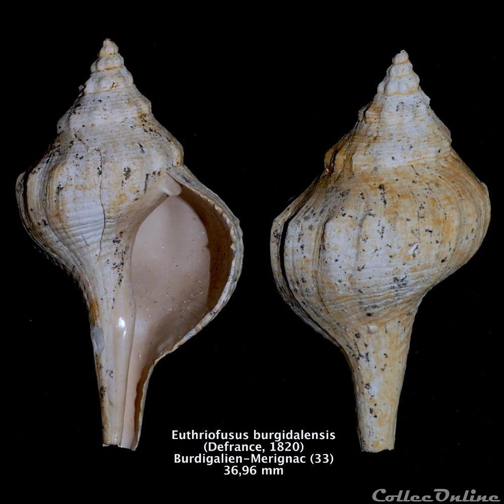 coquillage fossile invertebre euthriofusus burgidalensis defrance 1820