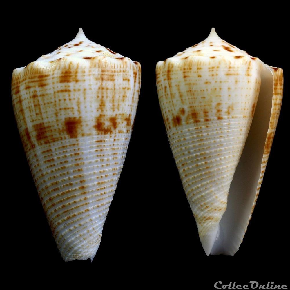 Asprella sulcata (Hwass in Bruguière, 1792) coquillage fossile gastropodum asprella sulcata hwass in bruguiere 1792
