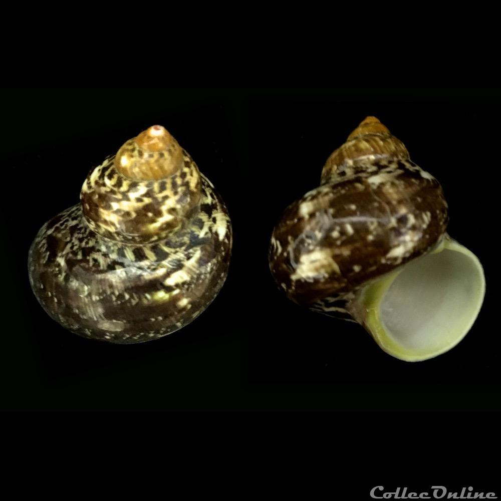 coquillage fossile gastropodum turbo petholatus linnaeus 1758