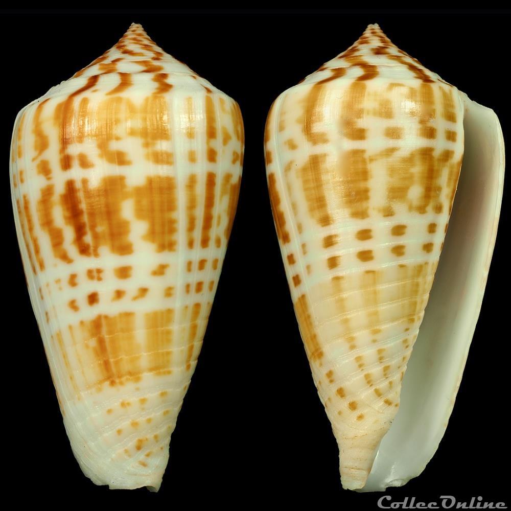 Phasmoconus (Phasmoconus) maculospirus (Pilsbry & Johnson, 1922) coquillage fossile gastropodum phasmoconus phasmoconus maculospirus pilsbry johnson 1922