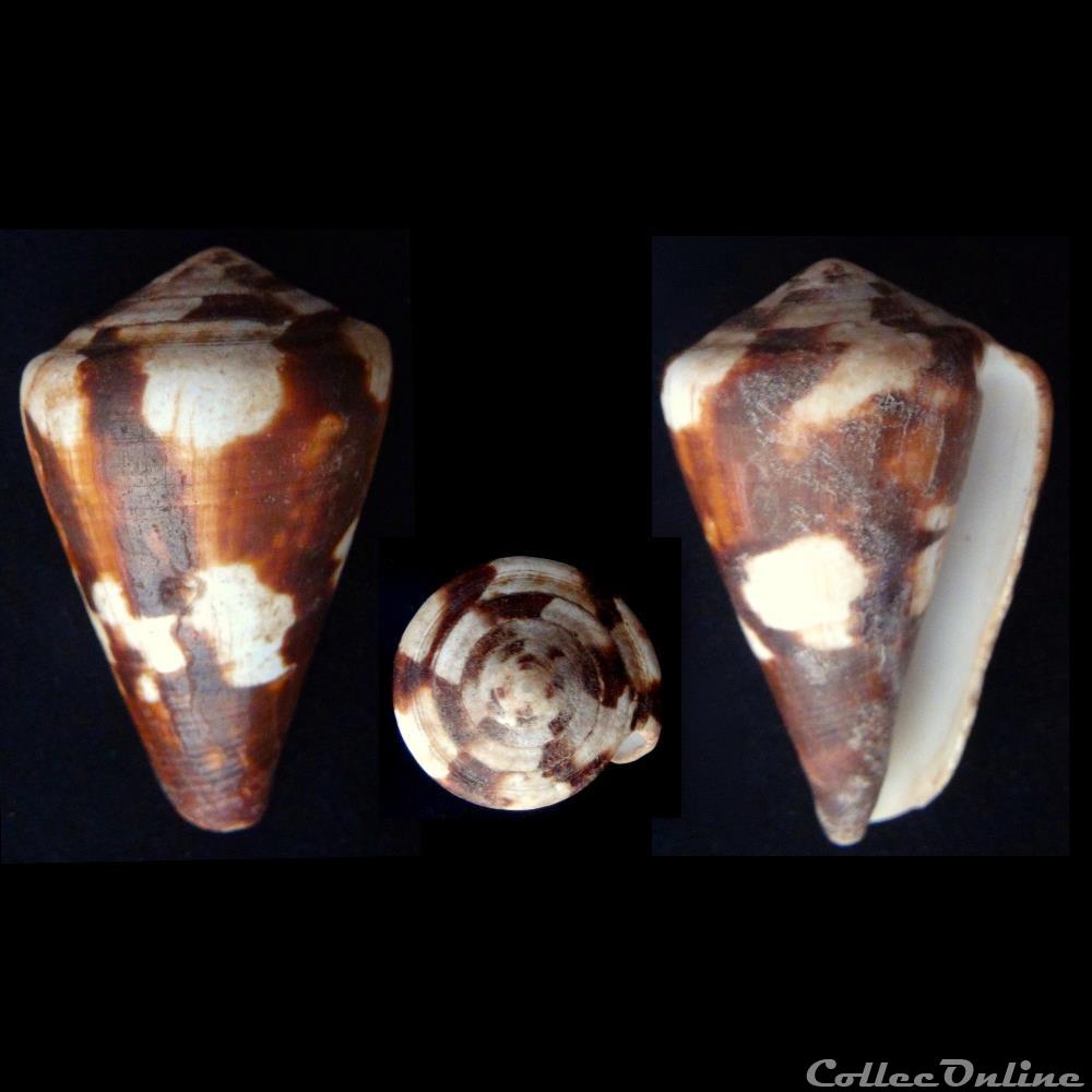 Rhizoconus vexillum (Gmelin, 1791) coquillage fossile gastropodum rhizoconus vexillum gmelin 1791