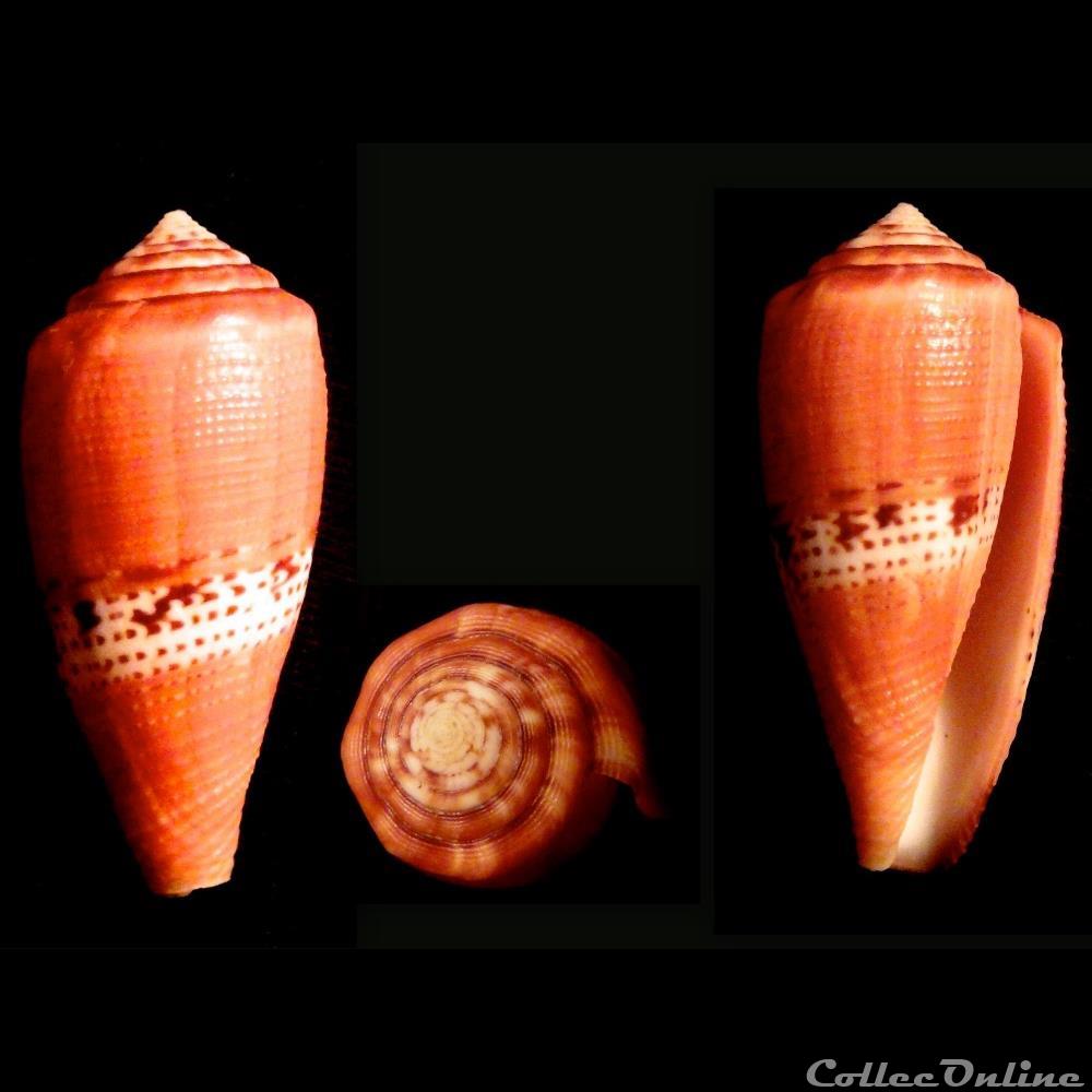 Rubroconus coccineus (Gmelin, 1791) coquillage fossile gastropodum rubroconus coccineus gmelin 1791
