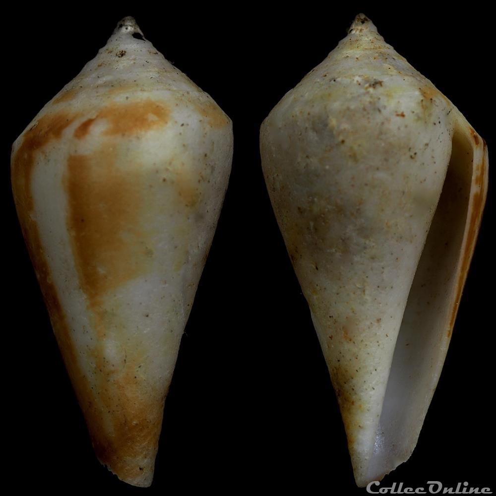 Profundiconus limpalaeri Tenorio & Monnier, 2016 coquillage fossile gastropodum profundiconus limpalaeri tenorio monnier 2016