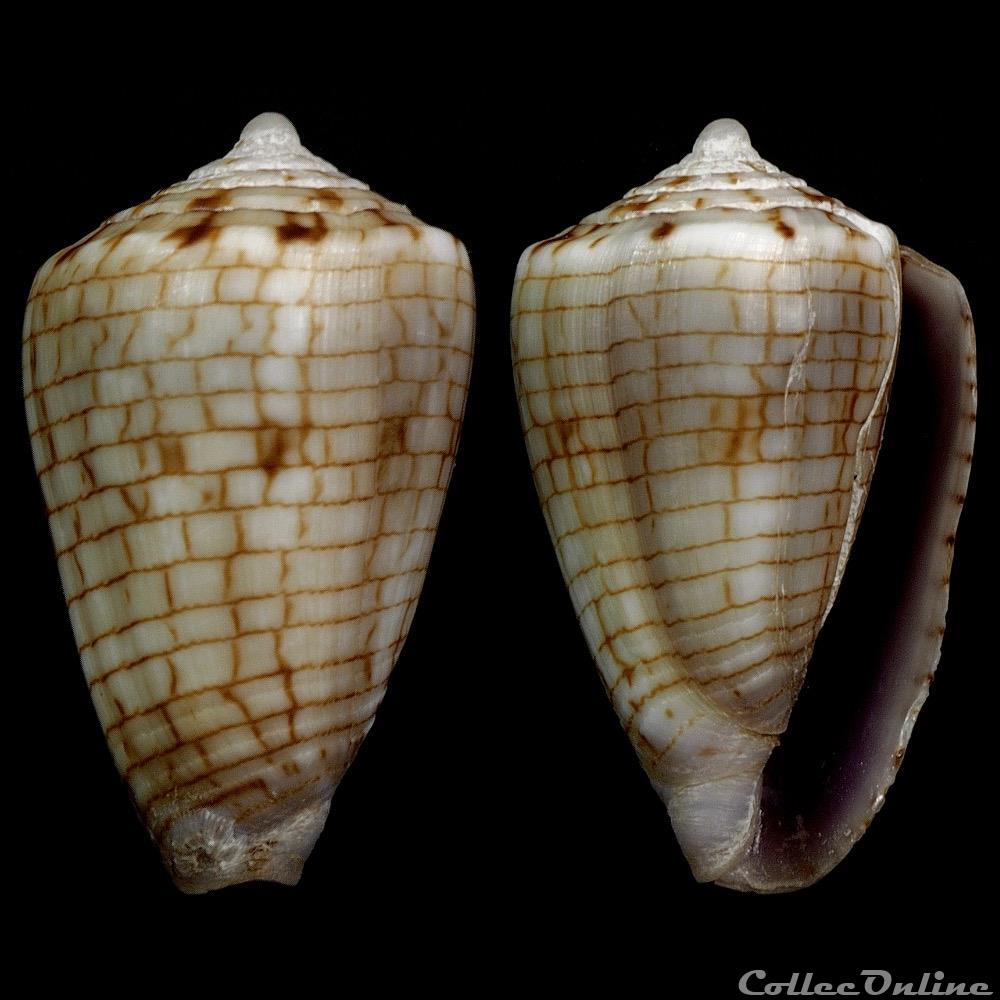 Quasiconus melvilli (Sowerby III, 1879) coquillage fossile gastropodum quasiconus melvilli sowerby iii 1879