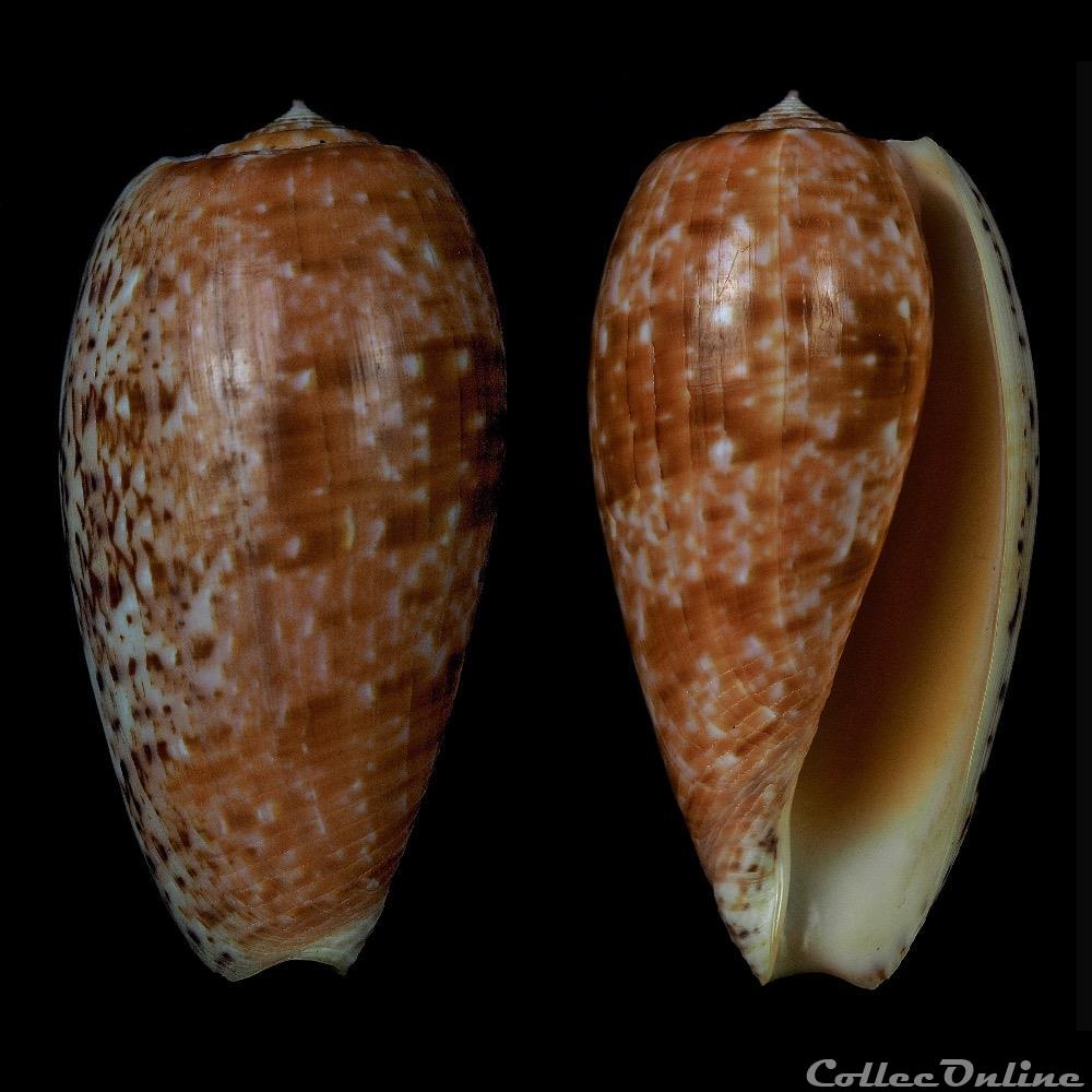 Textilia (Textilia) bullata (Linnaeus, 1758) coquillage fossile gastropodum textilia textilia bullata linnaeus 1758