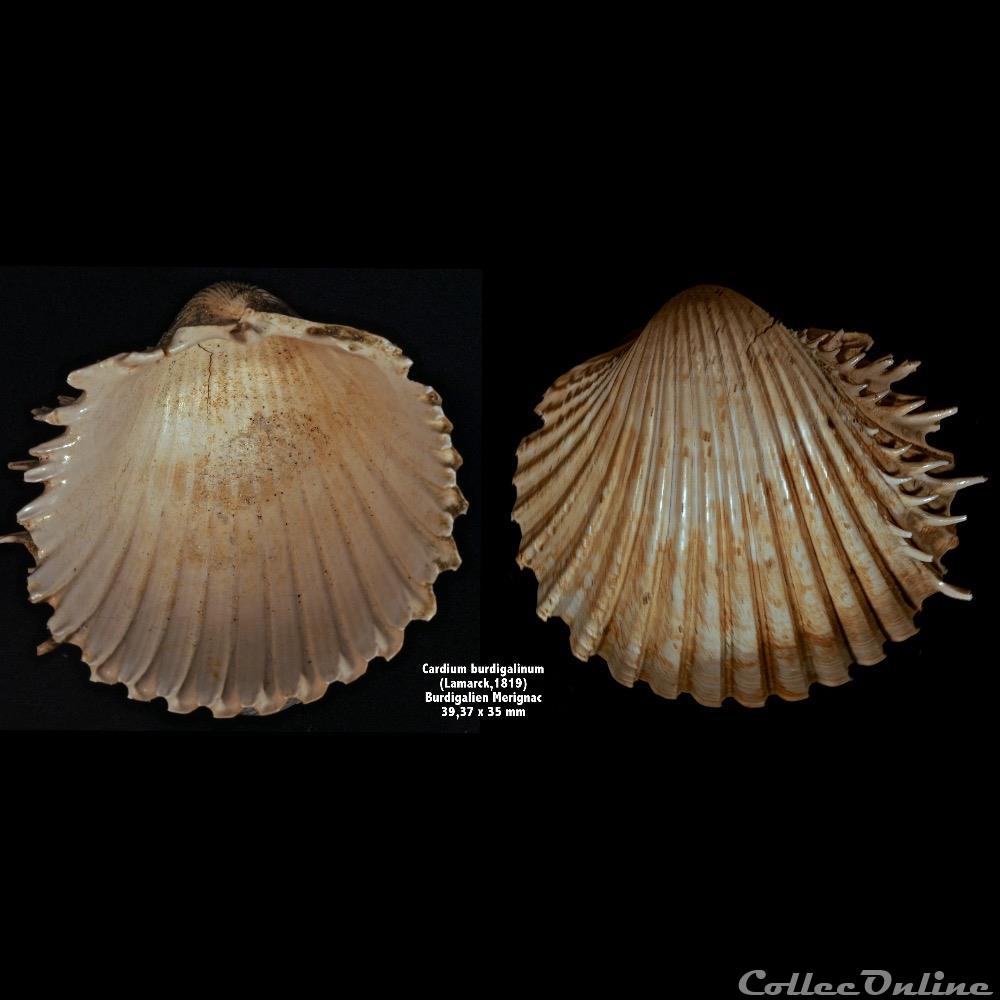 Cardium burdigalium (Lamarck, 1819) coquillage fossile invertebre cardium burdigalium lamarck 1819