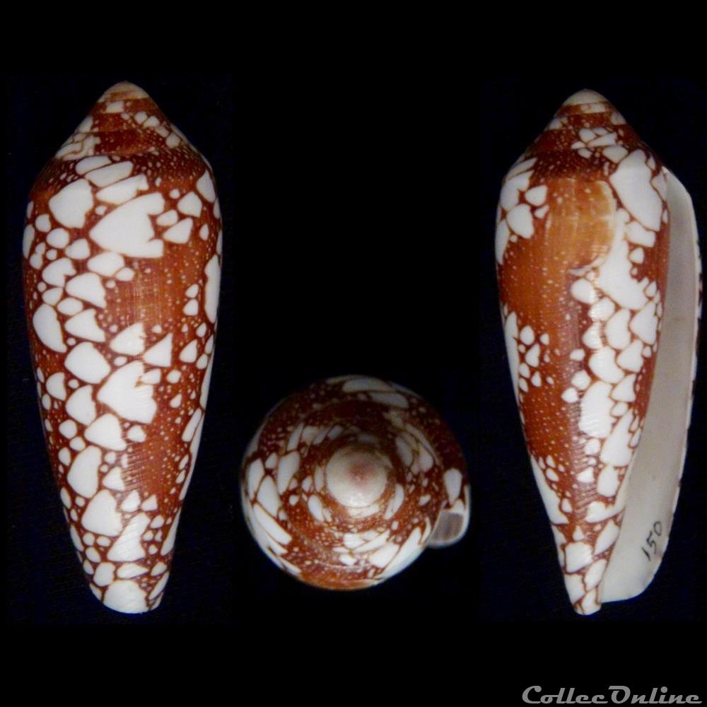 Darioconus episcopatus (da Motta, 1988) coquillage fossile gastropodum darioconus episcopatus da motta 1988