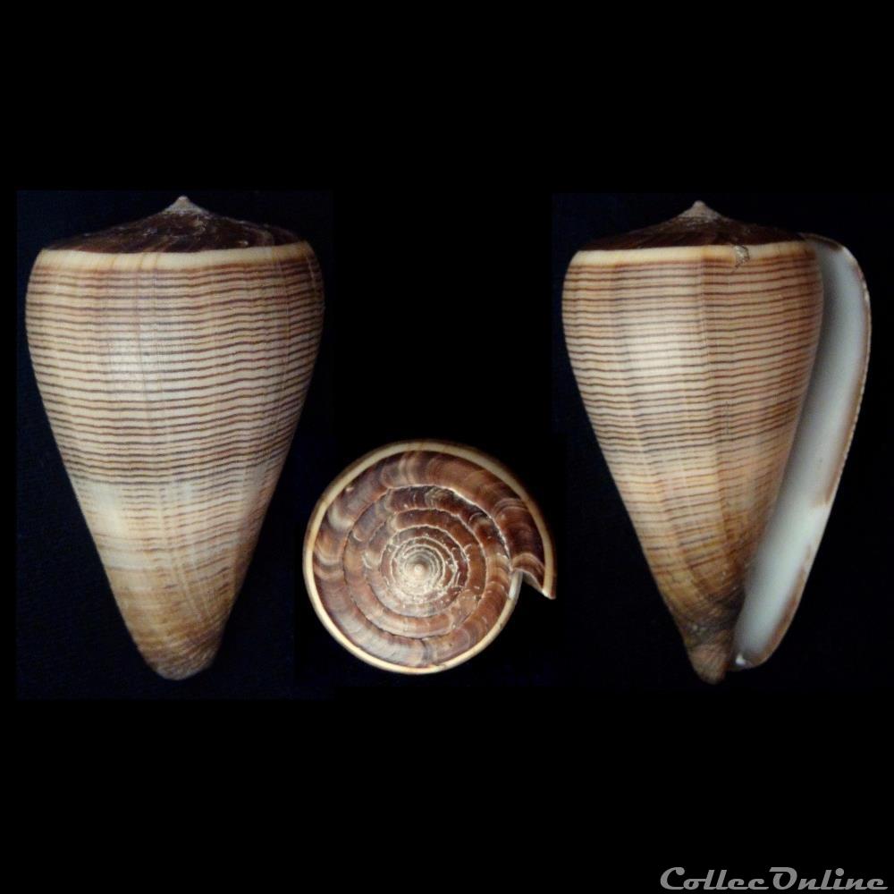 Dendroconus figulinus (Linnaeus, 1758) coquillage fossile gastropodum dendroconus figulinus linnaeus 1758
